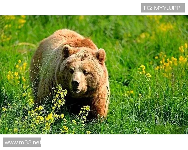 灰熊的栖息地与生态习性研究:保护与人类活动的平衡探索 灰熊的栖息地与生态习性研究:保护与人类活动的平衡探索